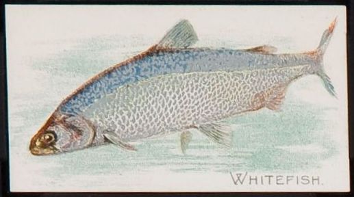 T58 Whitefish.jpg